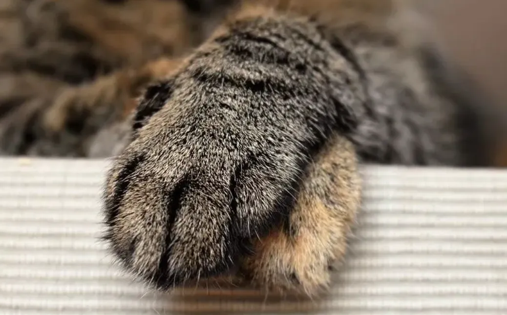一觉醒来,我和猫咪交换了灵魂?