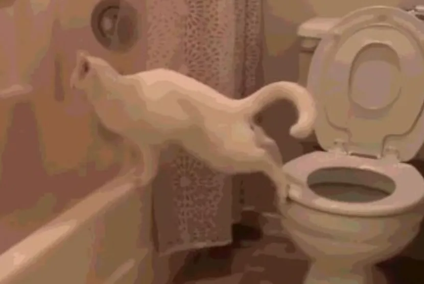 cat2